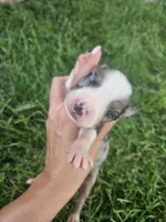Luna, a female Australian Shepherd for sale in Crab Orchard, KY – 6 of 8