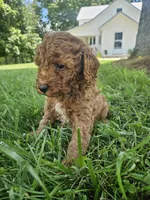 Judge, a male Cavapoo for sale in Crab Orchard, KY – 3 of 5