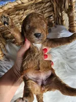 Hazel , a female Cavapoo for sale in Crab Orchard, KY – 3 of 5