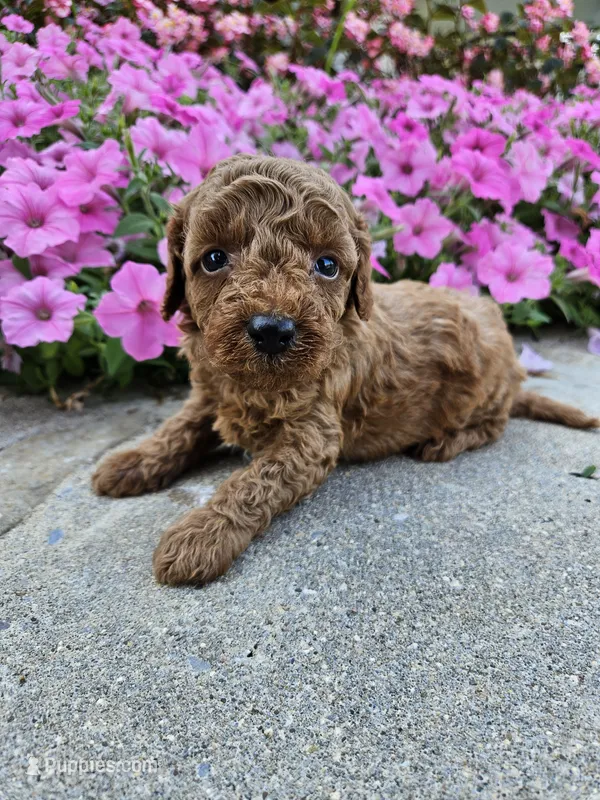 Griff – Cavapoo puppy for sale in Crab Orchard, KY