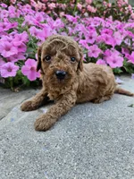Griff, a male Cavapoo for sale in Crab Orchard, KY – 1 of 4