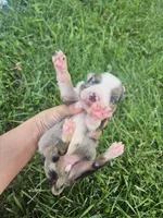 Luna, a female Australian Shepherd for sale in Crab Orchard, KY – 7 of 8