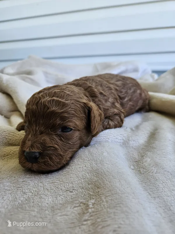 Stormy – Cavapoo puppy for sale in Crab Orchard, KY