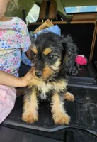 Tia, a female Cavapoo for sale in Crab Orchard, KY – 1 of 3