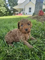Stormy, a male Cavapoo for sale in Crab Orchard, KY – 5 of 5