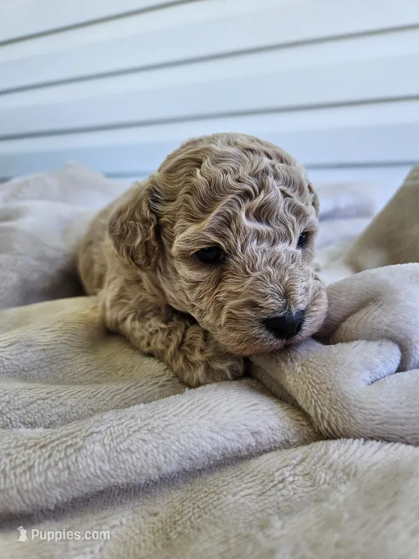Rocky – Bichpoo puppy for sale in Crab Orchard, KY
