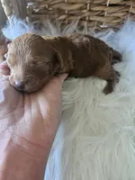 Grace, a female Cavapoo for sale in Crab Orchard, KY – 5 of 7