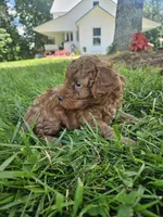 Stormy, a male Cavapoo for sale in Crab Orchard, KY – 2 of 5