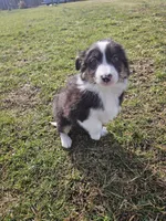 Chase, a male Australian Shepherd for sale in Crab Orchard, KY – Photo 5 of 5