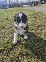 Chase, a male Australian Shepherd for sale in Crab Orchard, KY – Photo 3 of 5