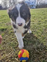 Chase, a male Australian Shepherd for sale in Crab Orchard, KY – Photo 4 of 5