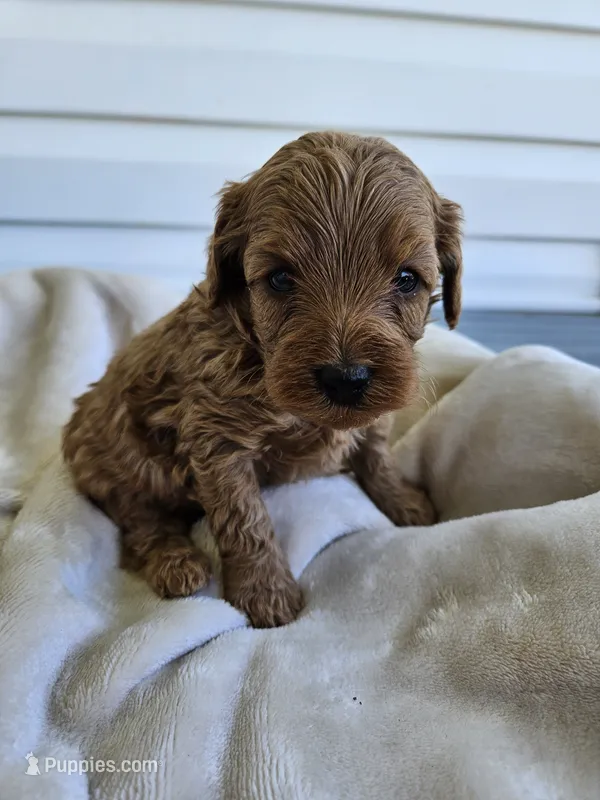 Mars – Cavapoo puppy for sale in Crab Orchard, KY
