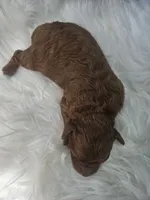 Sadie, a female Cavapoo for sale in Crab Orchard, KY – 5 of 5