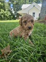 Jax, a male Cavapoo for sale in Crab Orchard, KY – 2 of 6
