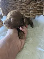 Gus, a male Cavapoo for sale in Crab Orchard, KY – 5 of 7