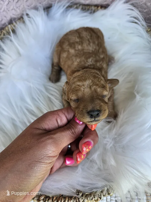 Molly – Cavapoo puppy for sale in Crab Orchard, KY