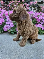 Griff, a male Cavapoo for sale in Crab Orchard, KY – 2 of 4