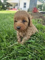 Mars, a male Cavapoo for sale in Crab Orchard, KY – 3 of 5