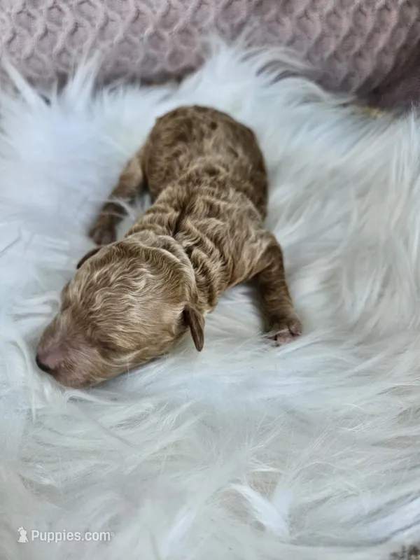 Jax – Cavapoo puppy for sale in Crab Orchard, KY