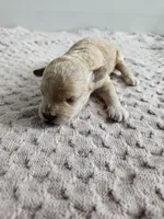 Dexter, a male Cavapoo for sale in Crab Orchard, KY – Photo 2 of 5