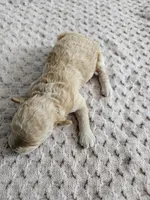 Dexter, a male Cavapoo for sale in Crab Orchard, KY – Photo 4 of 5