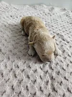 Dexter, a male Cavapoo for sale in Crab Orchard, KY – Photo 3 of 5