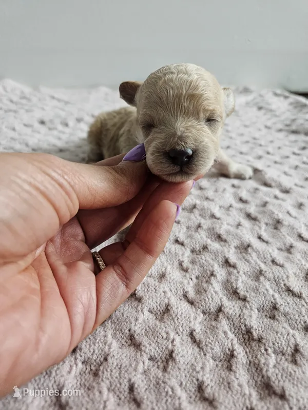 Dexter – Cavapoo puppy for sale in Crab Orchard, KY