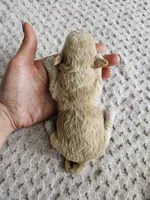 Dexter, a male Cavapoo for sale in Crab Orchard, KY – Photo 5 of 5