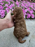 Honey, a female Cavapoo for sale in Crab Orchard, KY – 3 of 4