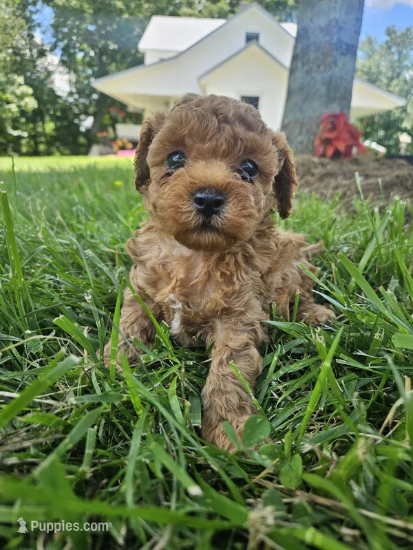 Rhett – Bichpoo puppy for sale in Crab Orchard, KY