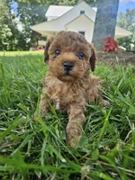 Rhett, a male Bichpoo for sale in Crab Orchard, KY – 1 of 6