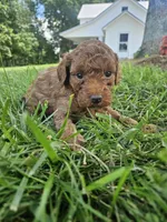 Silas, a male Cavapoo for sale in Crab Orchard, KY – 3 of 6