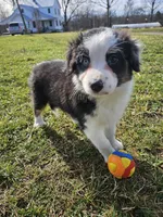 Cash, a male Australian Shepherd for sale in Crab Orchard, KY – Photo 3 of 5