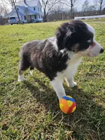Cash, a male Australian Shepherd for sale in Crab Orchard, KY – Photo 5 of 5