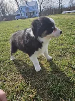 Cash, a male Australian Shepherd for sale in Crab Orchard, KY – Photo 2 of 5