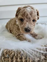Blondie, a female Poochon for sale in Crab Orchard, KY – Photo 4 of 6