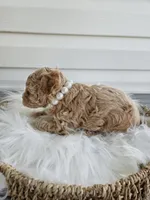 Blondie, a female Poochon for sale in Crab Orchard, KY – Photo 3 of 6
