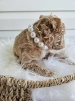 Blondie, a female Poochon for sale in Crab Orchard, KY – Photo 6 of 6