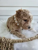 Blondie, a female Poochon for sale in Crab Orchard, KY – Photo 2 of 6