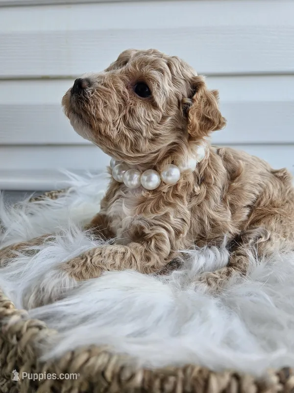 Blondie – Poochon puppy for sale in Crab Orchard, KY