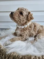 Blondie, a female Poochon for sale in Crab Orchard, KY – Photo 1 of 6