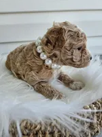 Blondie, a female Poochon for sale in Crab Orchard, KY – Photo 5 of 6