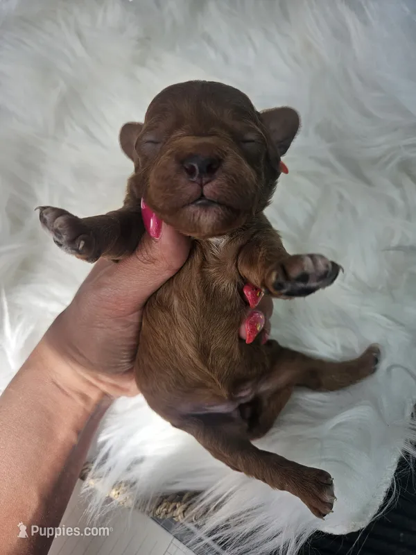 Sadie – Cavapoo puppy for sale in Crab Orchard, KY