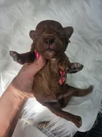Sadie, a female Cavapoo for sale in Crab Orchard, KY – 1 of 5