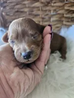 Goose, a male Cavapoo for sale in Crab Orchard, KY – 1 of 7