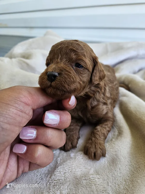 Sammy – Cavapoo puppy for sale in Crab Orchard, KY
