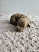 Callie , a female Cavapoo for sale in Crab Orchard, KY – Photo 3 of 6