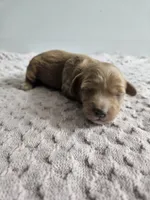 Callie , a female Cavapoo for sale in Crab Orchard, KY – Photo 2 of 6