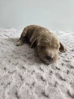 Callie , a female Cavapoo for sale in Crab Orchard, KY – Photo 4 of 6