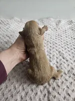 Callie , a female Cavapoo for sale in Crab Orchard, KY – Photo 5 of 6